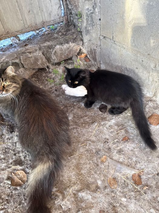 Отдам в добрые руки