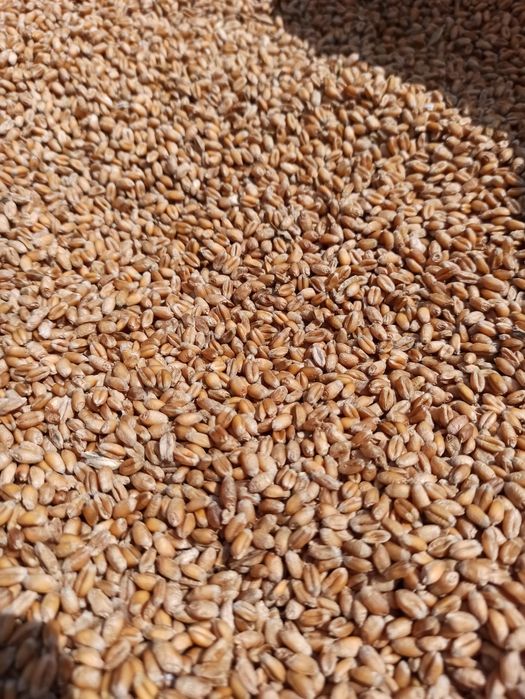 Pszenica worki 50kg