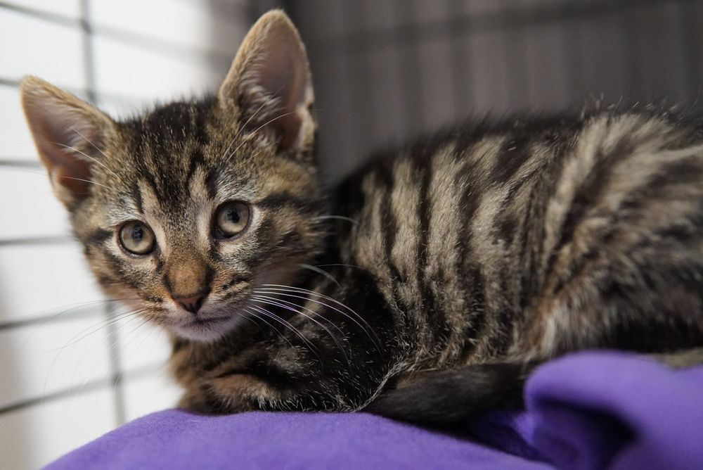 Cudowne kotki do pokochania, kot, kotek, kociak