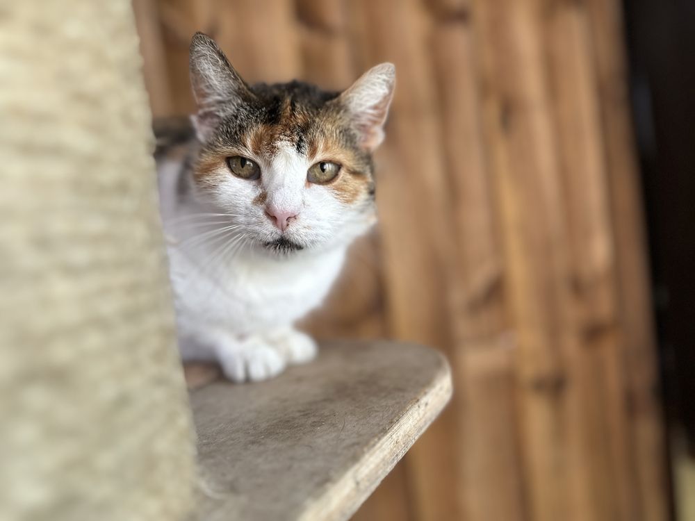 Koty z serca Kaszub polecają się do adopcji!