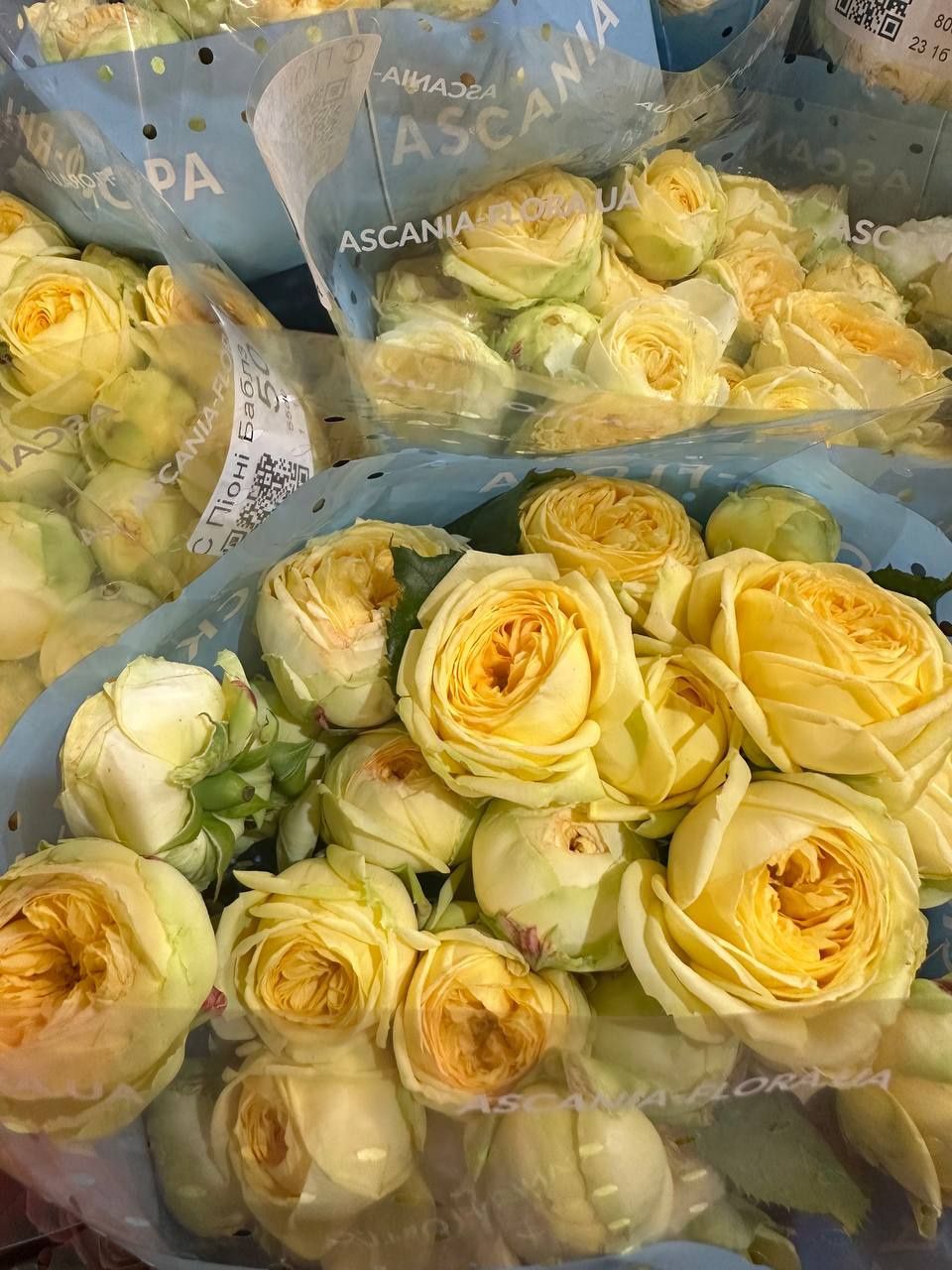 Роза опт, гур, розница, букети