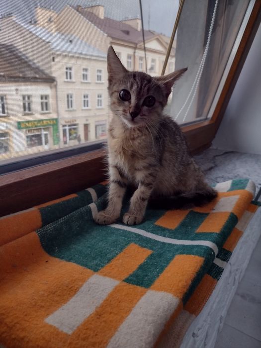 Mysza szuka schronienia < 3