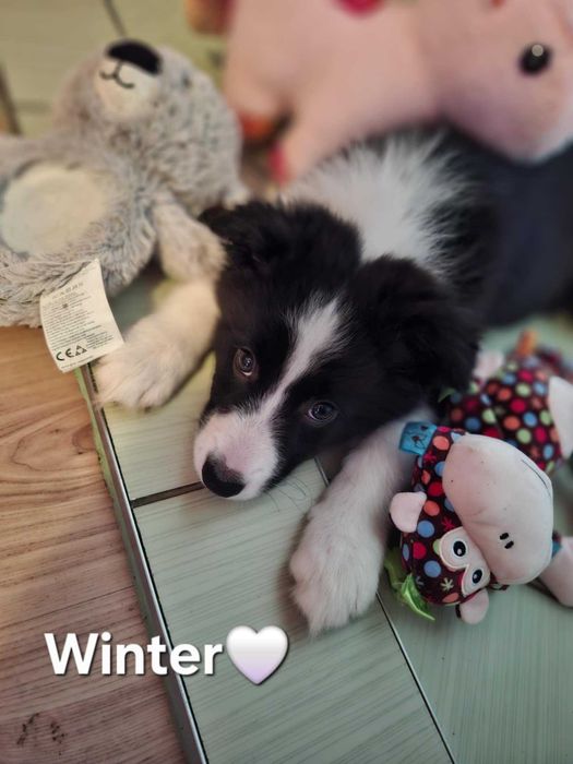 szczeniaki border colli FCI