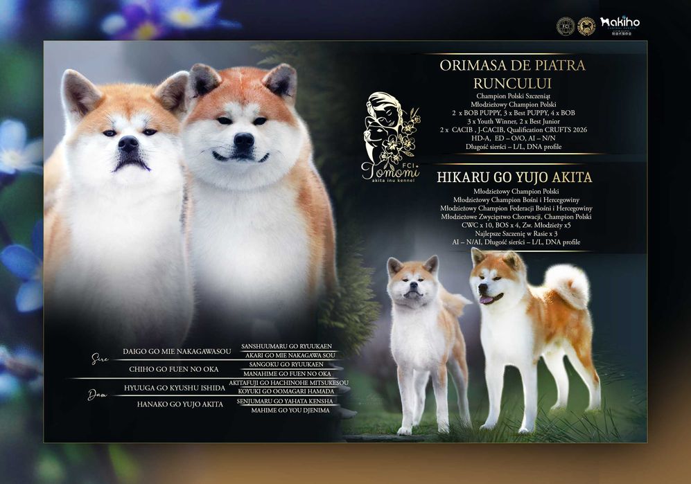 AKITA czerwony szczeniak ZKwP + AKIHO