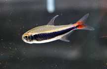 Bystrzyk peruwiański - Hyphessobrycon peruvianus