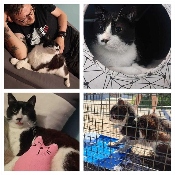 Cudowny miziak Milo, cudem uratowany z greckiej ulicy, szuka domU!