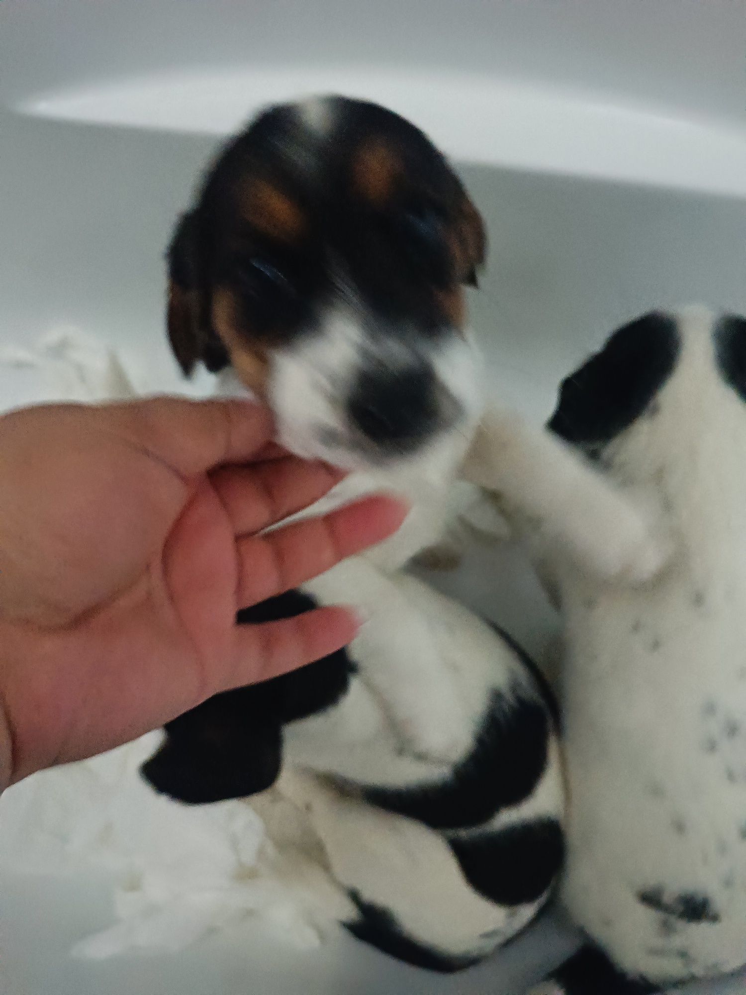 Beagle hybryda do odbioru