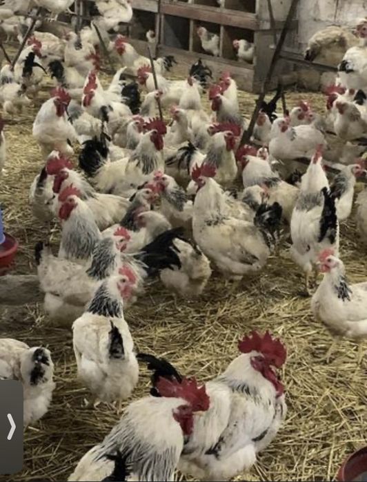 Інкубаційне яйце курей несушок