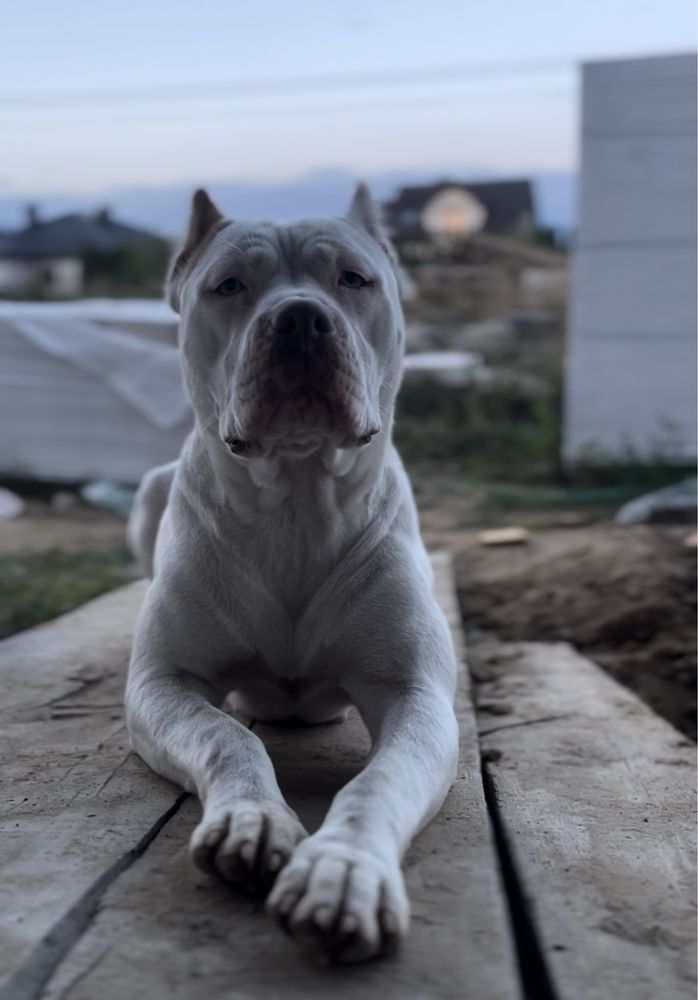 American Pitbull Terier