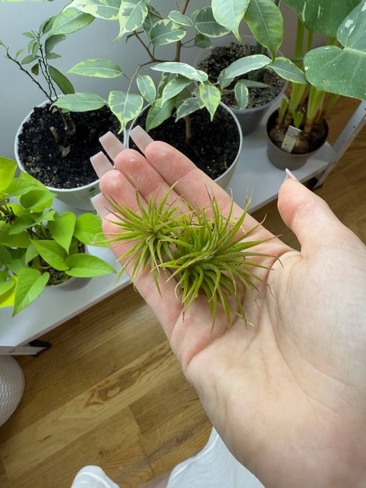 Тілландсія ілнант атмосферна тилландсия рослини вазон