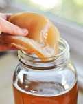 Scoby & starter para Kombucha
