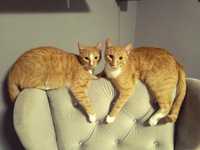 Dwa młode koty szukają domu