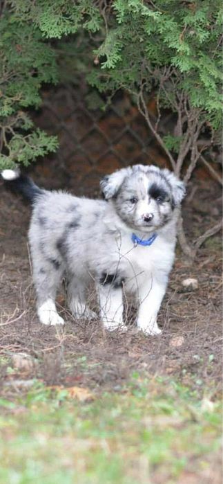 Miniaturowy Owczarek Amerykański- suczka blue merle