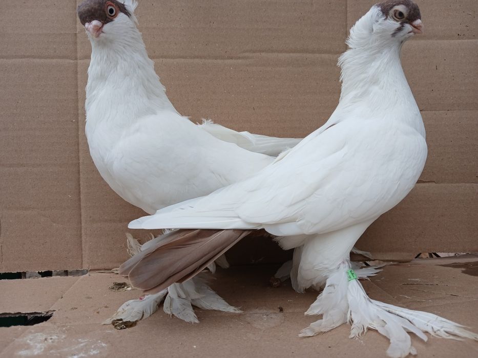 Gołębie krymki białostockie 2025