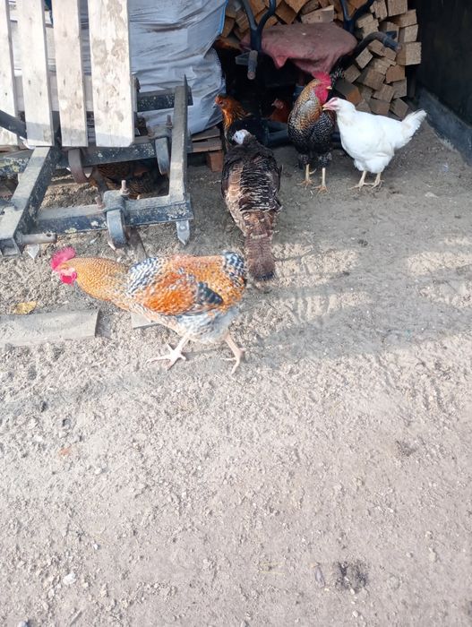 Sprzedam koguty , kaczki, gęsi