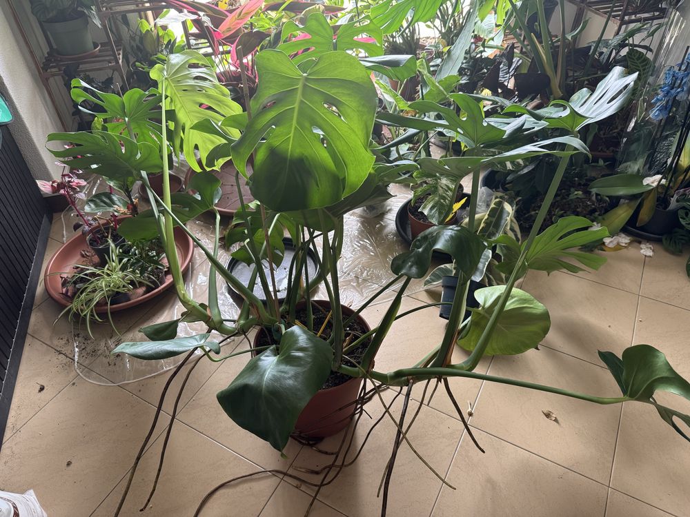 Monstera deliciosa planta