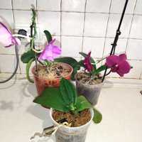 Продам орхидеи 150 грн