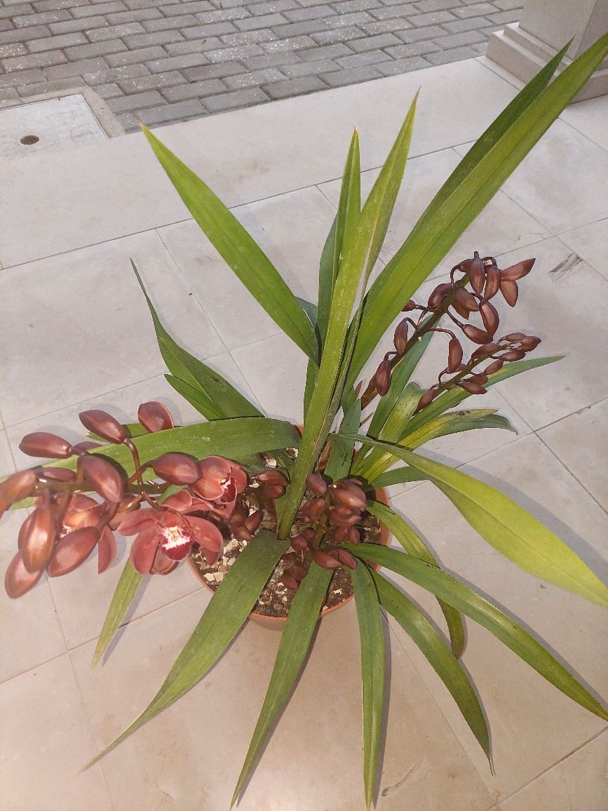 Mudas Orquídea CTT grátis