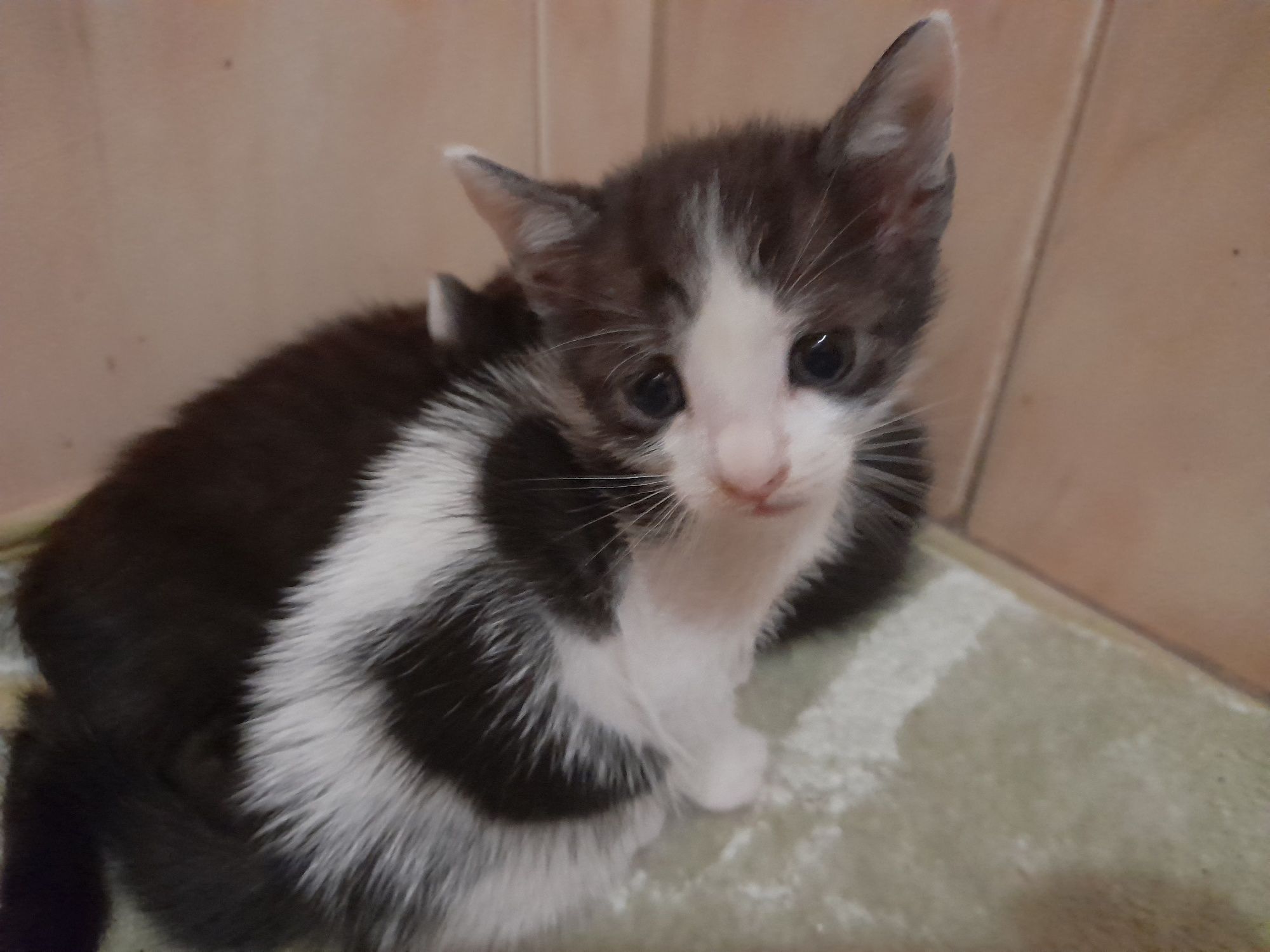 Gatinhos para adopção