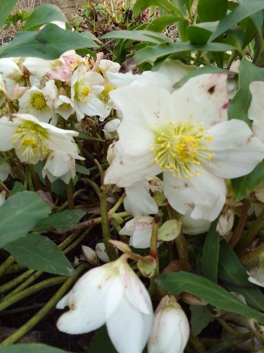 Морозники  чорний продаж