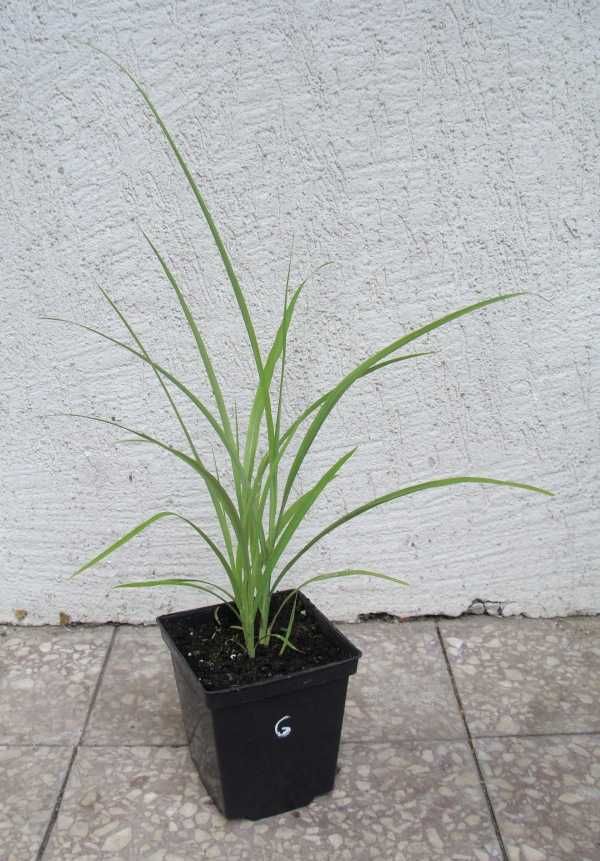 MISKANT CHIŃSKI Early Hybrids - sadzonki w doniczkach !!!