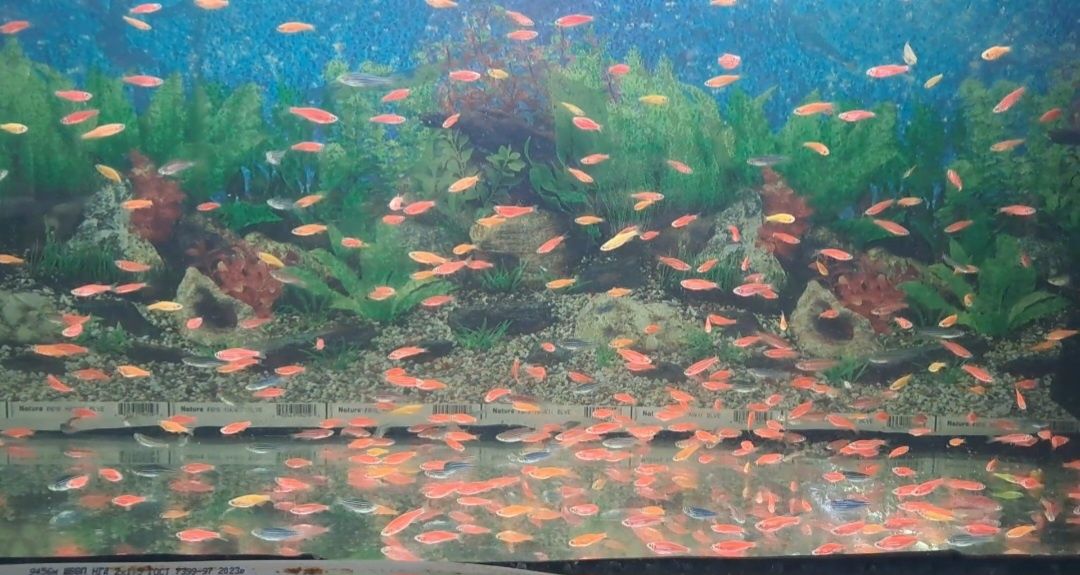 Рибки в акваріум Даніо Тернеція Glo Fish опт