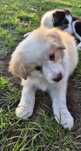 Piesek border collie ee red