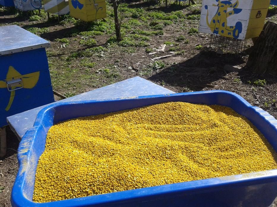 Пилок бджолиний,  2025р. З власної пасіки.