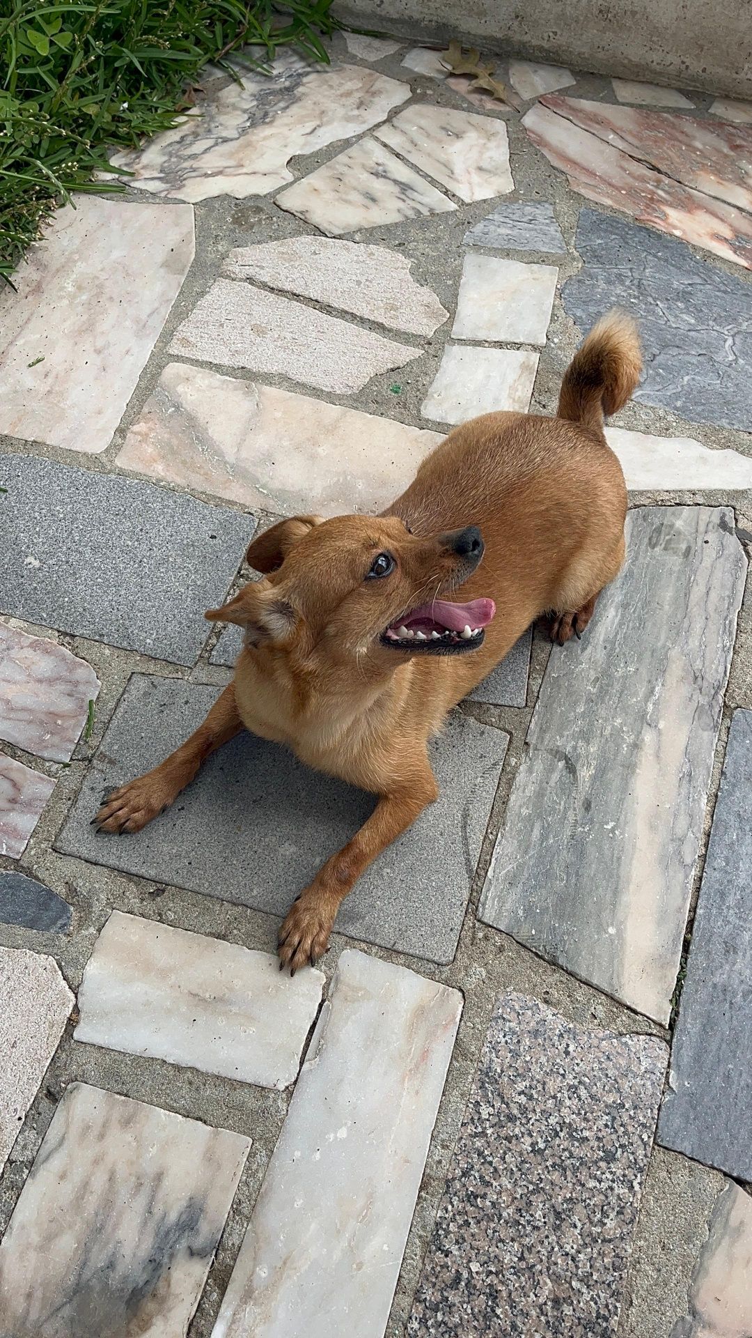 Animas Para adopção