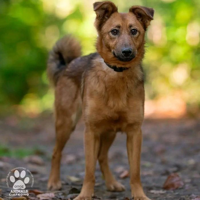 ZAGINĘŁA: Rózia ruda suczka sunia do kolan poszukiwana