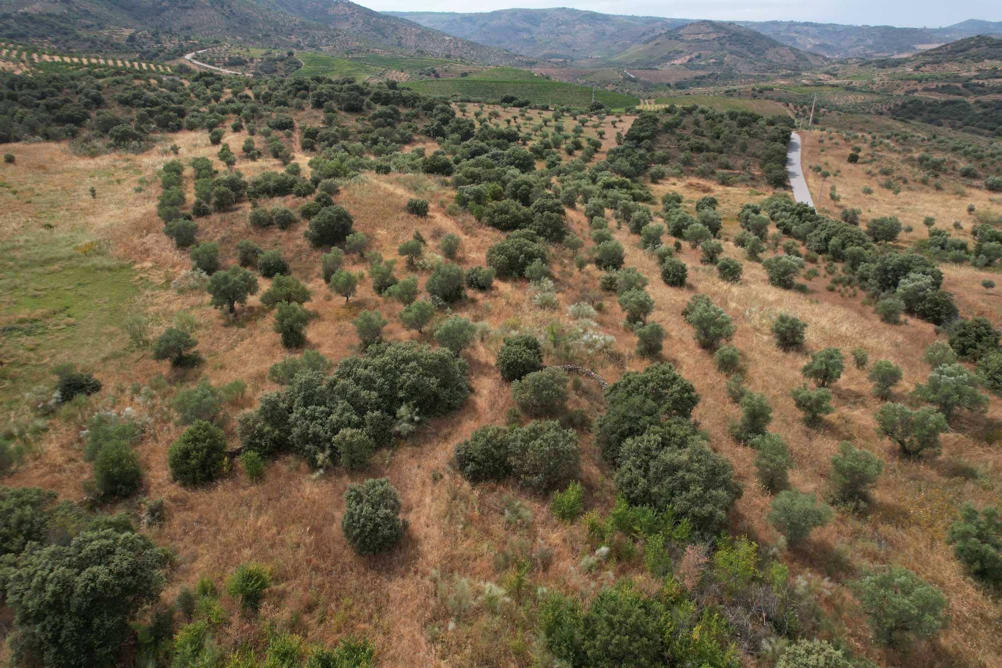 Terreno com 8 hectares, 2 Casas para reconstruir + poço e Olival