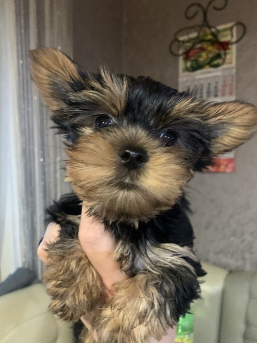 Продається цуценя йоркширського терьєра