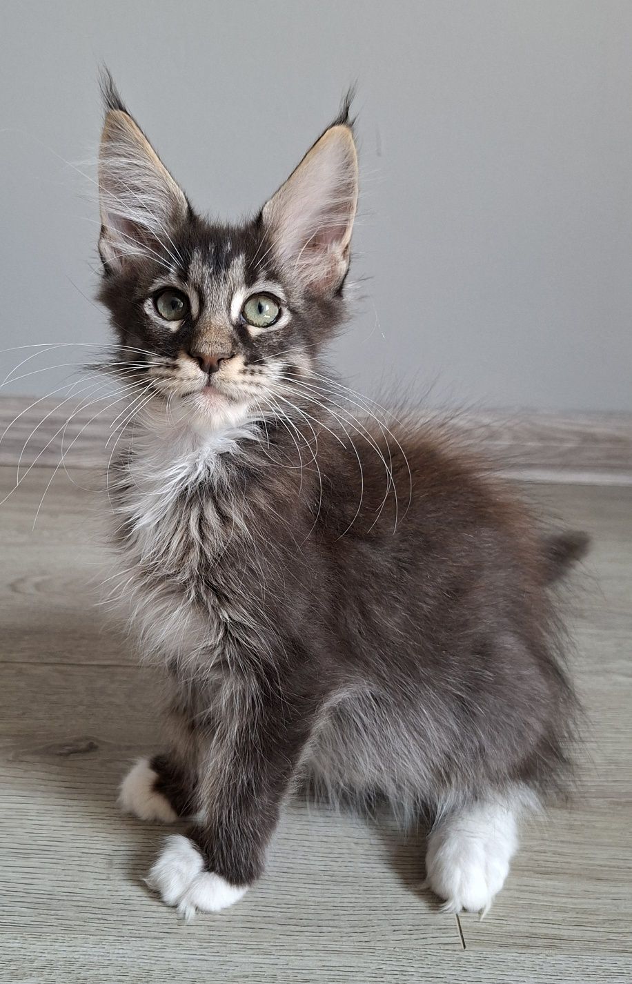 Juz do odbioru!! kocurek Maine Coon