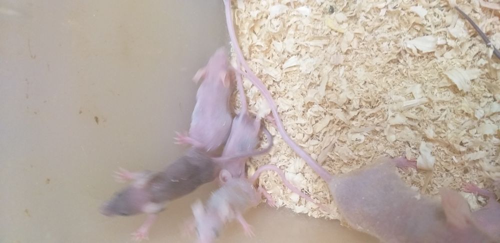 Łyse myszki młode