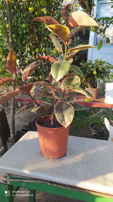 Фикус Белиз (для размножения)