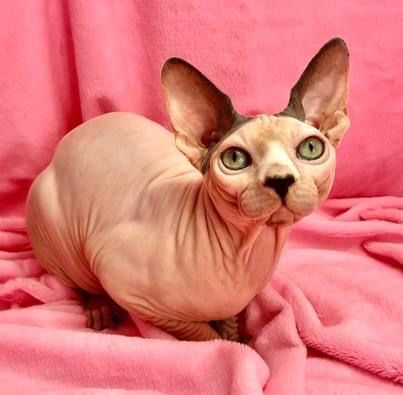 Канадские сфинксы