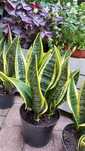 Kwiatek szabla Sansewieria sansevieria Język Teściowej
38,00 zł
+12,99