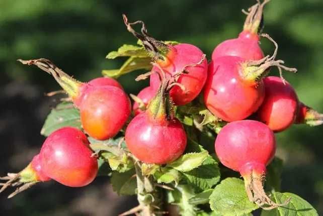 Róża jabłkowata sadzonki