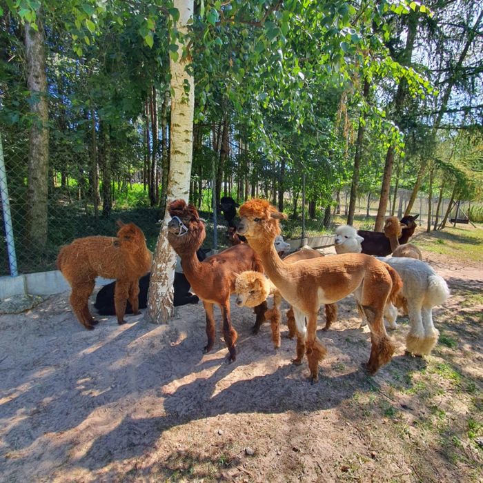 Sprzedam stado alpaki 5 szt huacaya