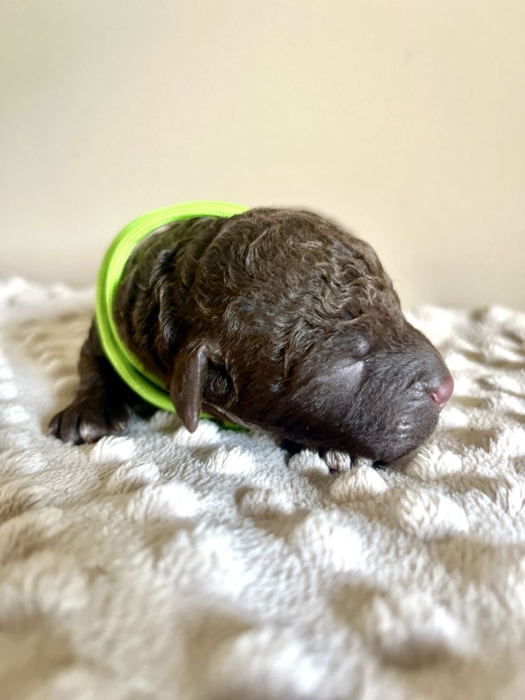 Samiec Lagotto Romagnolo FCI