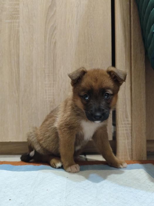 Oddam pieski do dobrych domów