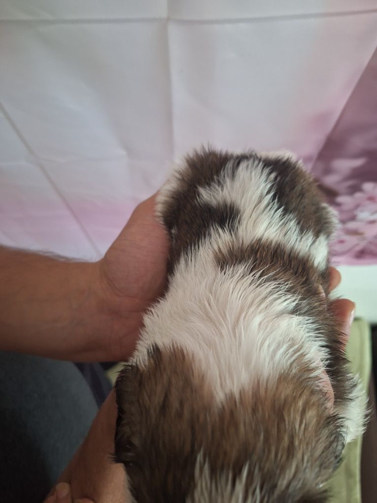Celinka cudowną dziewczynka shih tzu czeka na dom