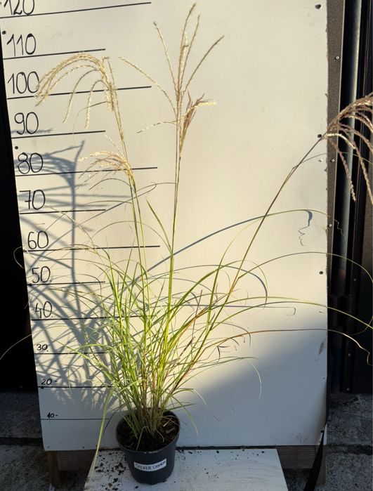 Miskant chiński silver charm 2 l