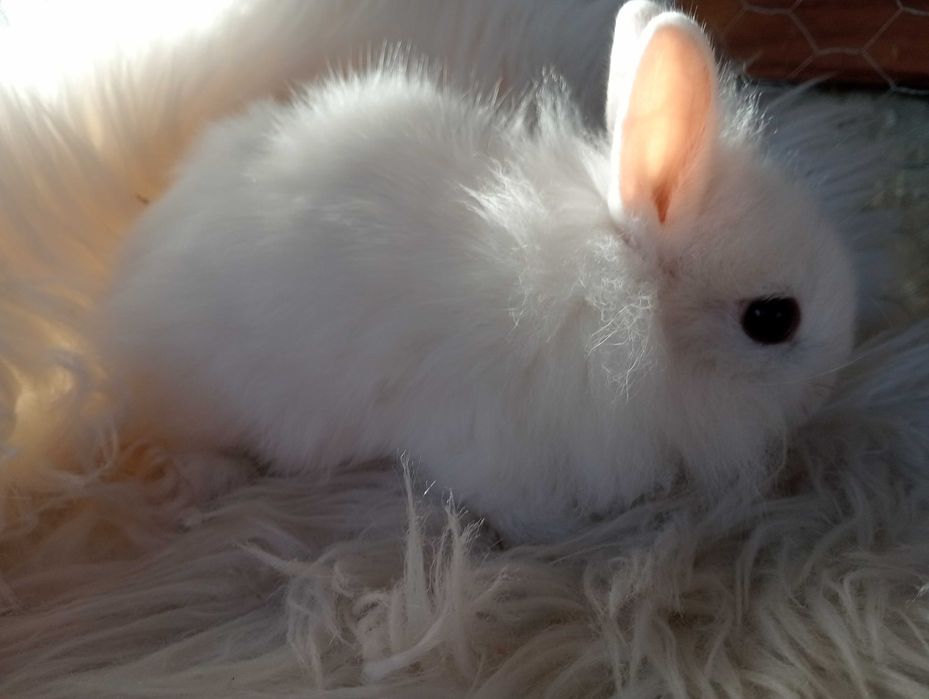 Królik króliczek miniaturka karzełek Hodowla zarejestrowana