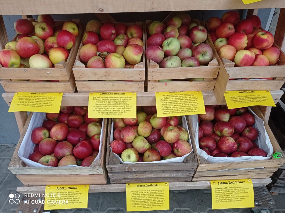 Jabłka eko z rodzinnego sadu