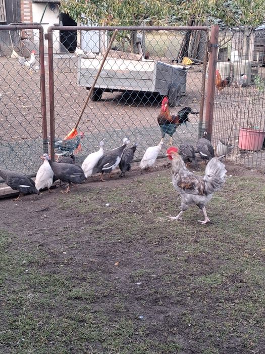 Perliczki tegoroczne i koguty włoszki