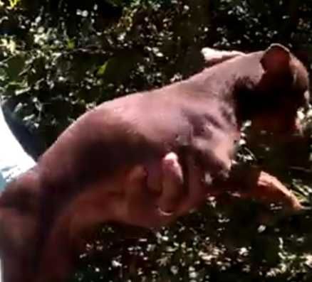 Pinscher mini macho