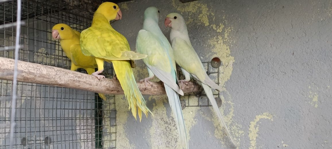 Ring Neck diluídos e outras