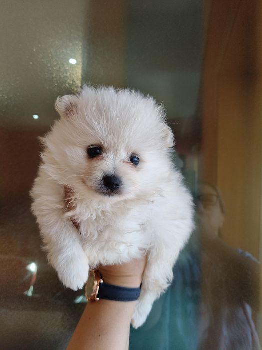 Spitz alemão menino