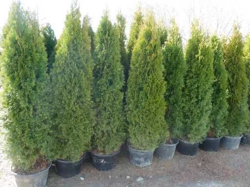 Żywotnik Smaragd, thuja, tuja, 180-250cm-II gatunek !!